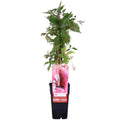 Wilder Wein Parthenocissus quinquefolia 'Engelmannii' – selbsthaftend, schnellwachsend, rote Herbstfärbung - Pille Gartenwelt