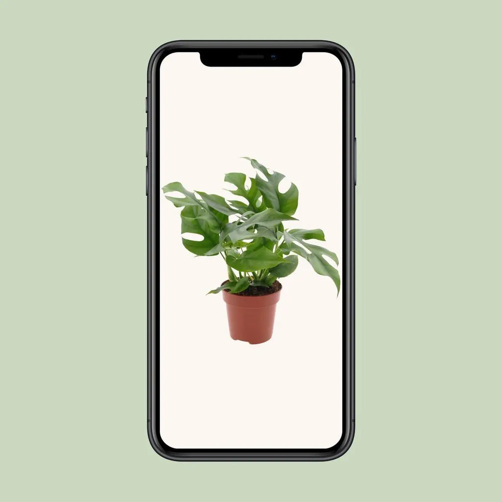 Minima Monstera – Kompakte Zimmerpflanze, ca. 25 cm hoch, Topf-Ø 13 cm - Pille Gartenwelt