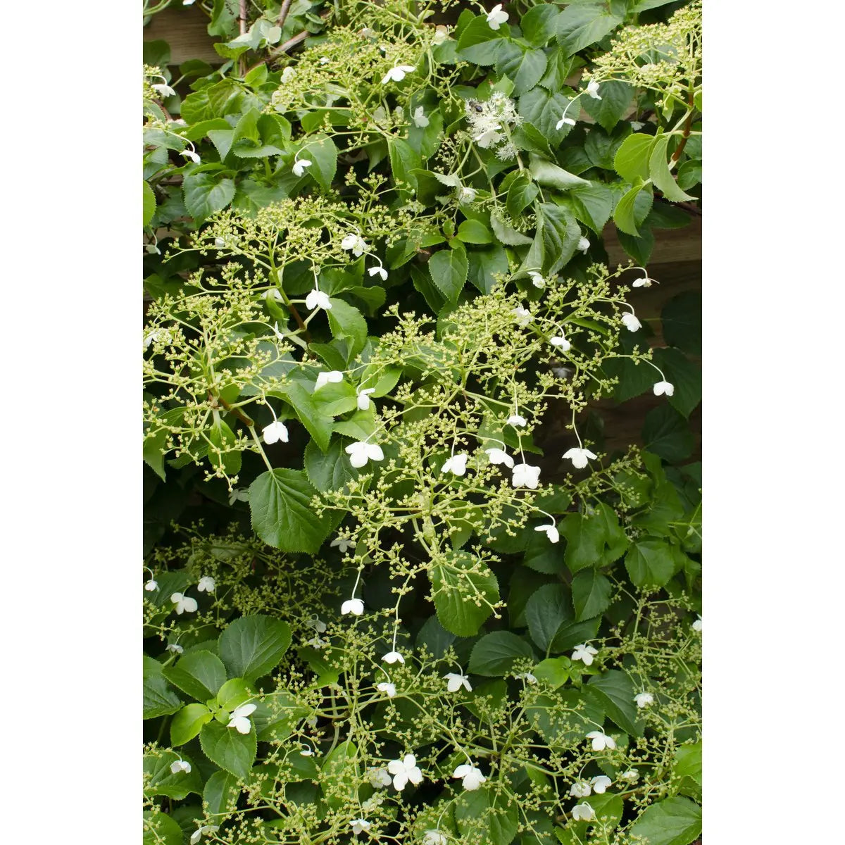 3x - Hydrangea petiolaris - ↨65cm - Ø15 MEERgroothandel Planten