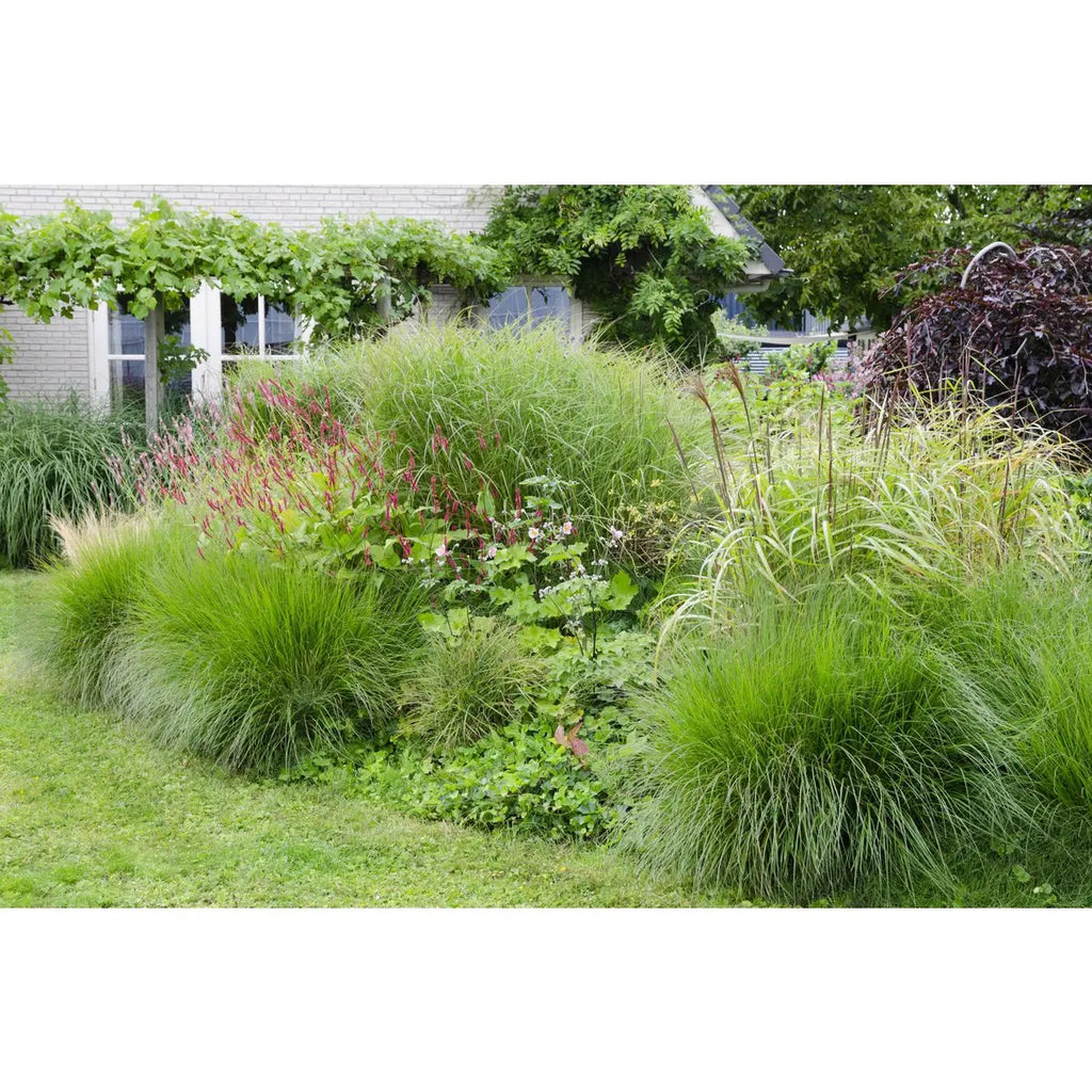 Miscanthus sinensis Ferner Osten - Ø19 - ↨50 cm Zier-Gras - Pille Gartenwelt