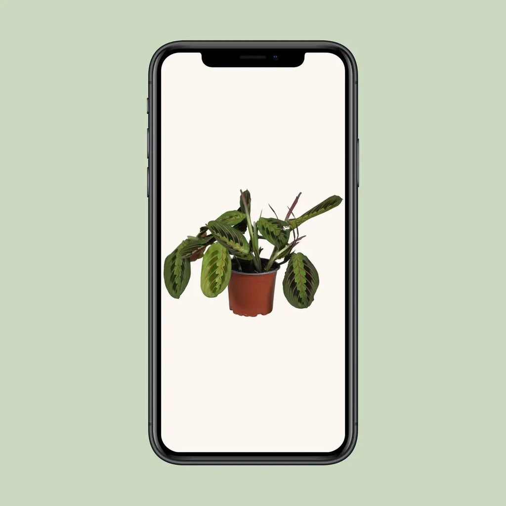 Gebetspflanze Maranta leuconeura ‘Fascinator’  - Ø12cm - ↕30 cm