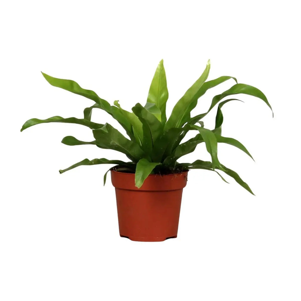 Schlanke, aufrechte Blätter der Sansevieria Fernwood Punk in Nahaufnahme
