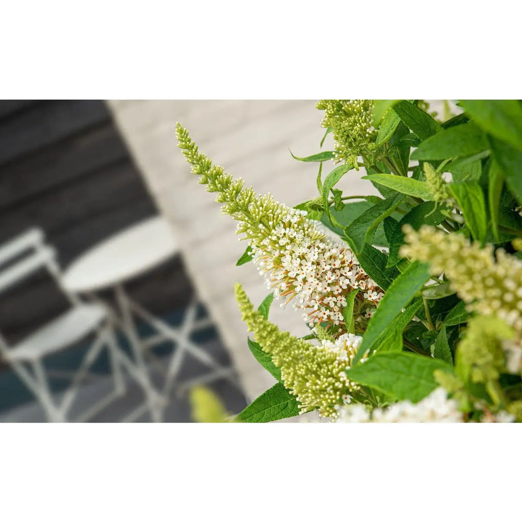 Buddleja Dav. 'Butterfly Candy Little White'® - ↕25 cm - Ø19cm - Pille Gartenwelt