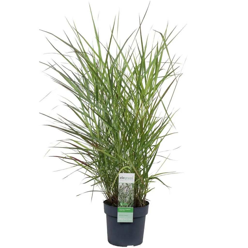 Panicum virgatum 'Prairie Sky' - Ø19cm - ↕50cm |  Rutenhirse | Zier-Gras - Pille Gartenwelt