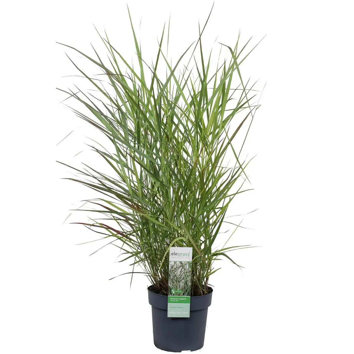 Panicum virgatum 'Prairie Sky' - Ø19cm - ↕50cm |  Rutenhirse | Zier-Gras - Pille Gartenwelt
