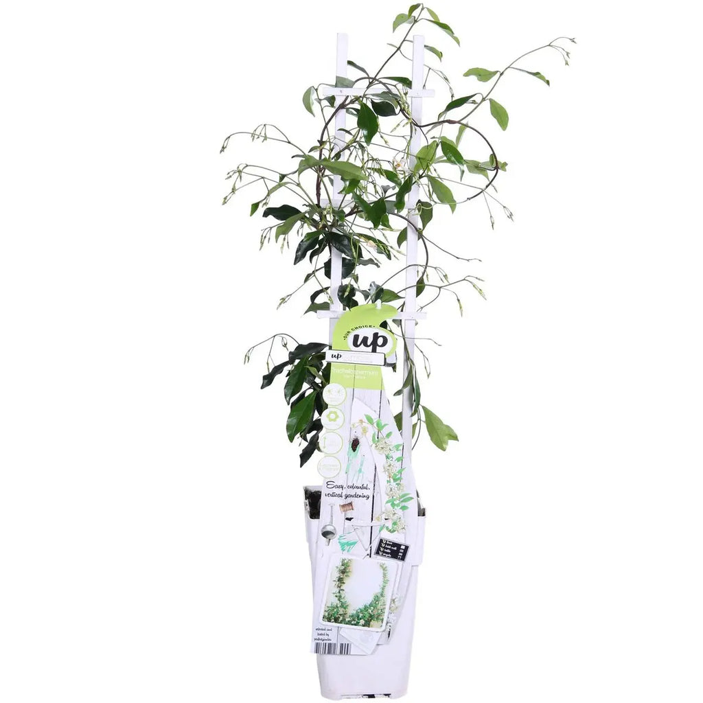 Trachelospermum ‘Star of Venice’ Sternjasmin | duftend | immergrün | 15 cm Durchmesser 65 cm hoch - Pille Gartenwelt