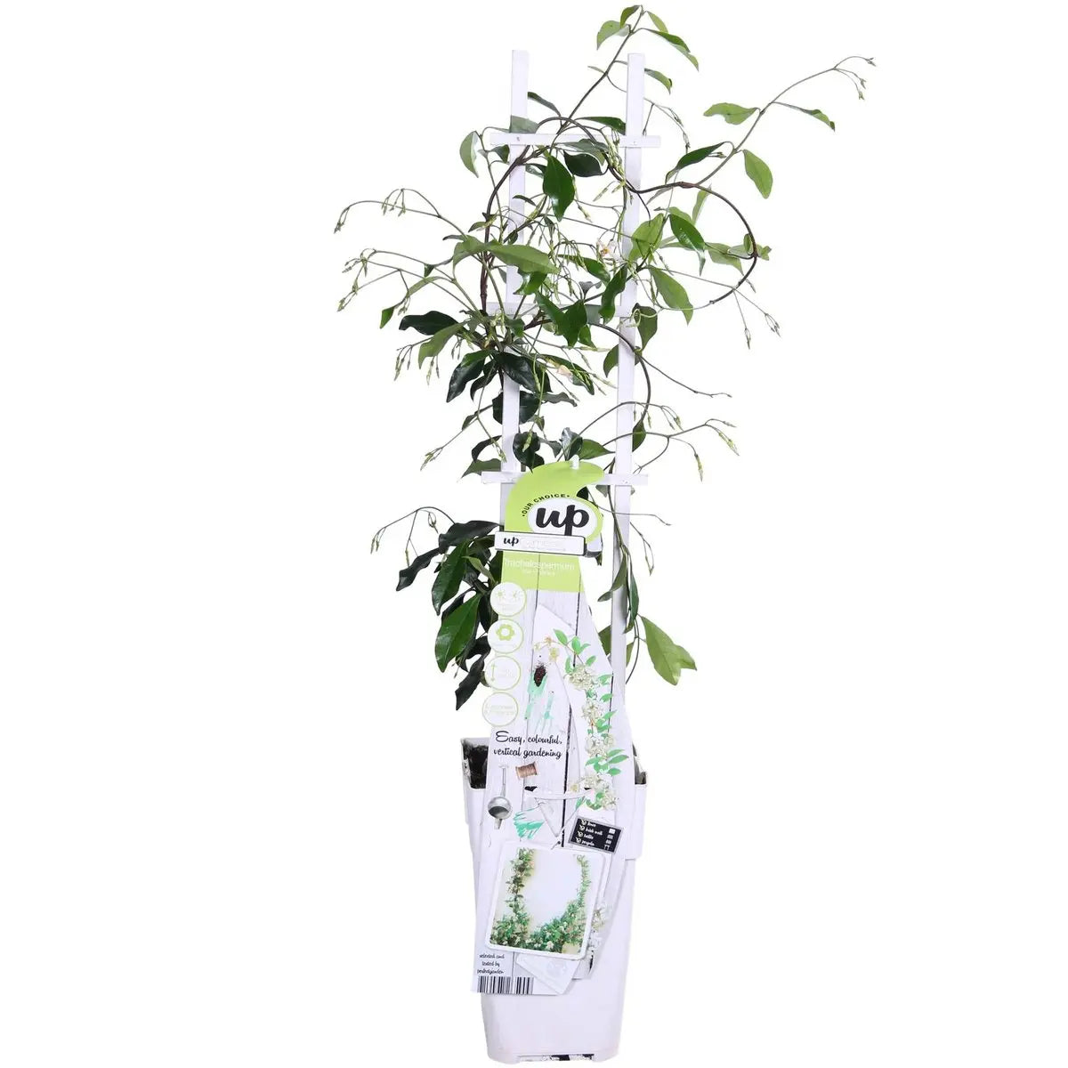 Trachelospermum ‘Star of Venice’ Sternjasmin | duftend | immergrün | 15 cm Durchmesser 65 cm hoch - Pille Gartenwelt