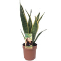 Sansevieria trifasciata var laurentii Sansevieria Lawrence - Ø14cm - ↕50 cm