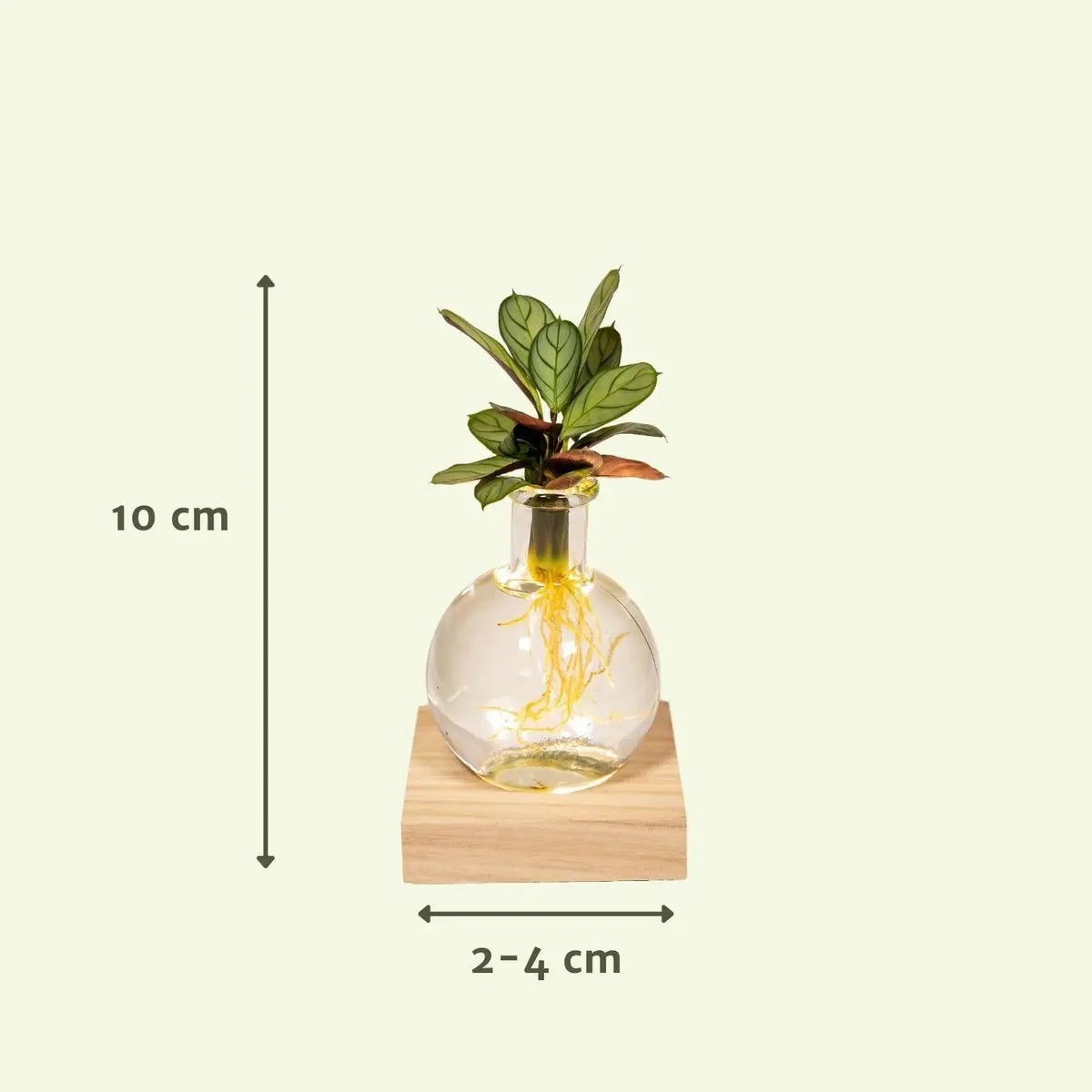 Calathea (Korbmarante) im Samoa-Glas mit LED-Beleuchtung, Ø 12 cm, Höhe 10 cm – Gesamtansicht