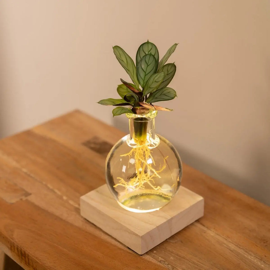 Samoa Glas mit LED – dekorative Beleuchtung am Pflanzgefäß (Detail)