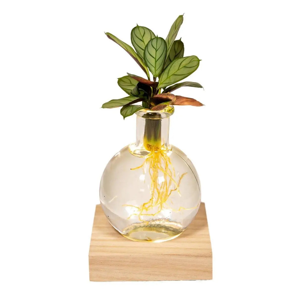 Calathea Arrangement – ideal für hell indirektes Licht im Wohnraum