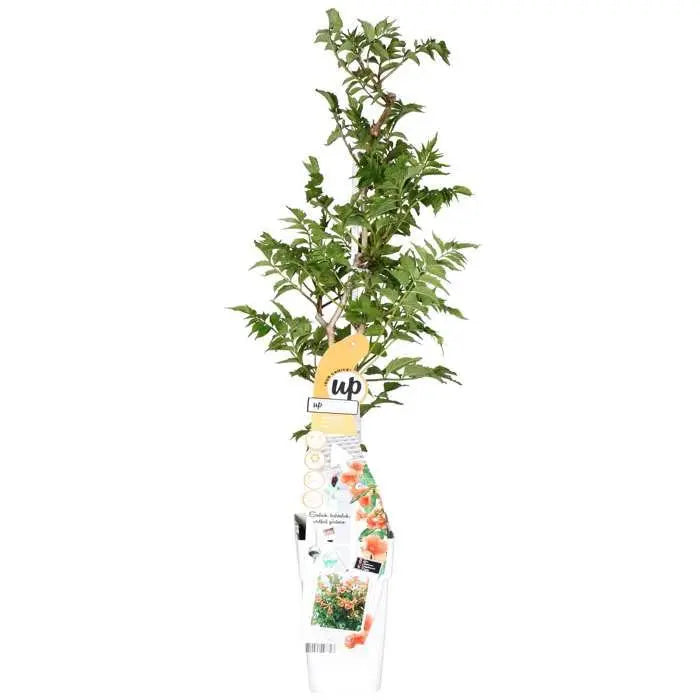 Campsis ‘Indian Summer’ Liefergröße – Höhe ca. 65 cm, Topf Ø15 cm