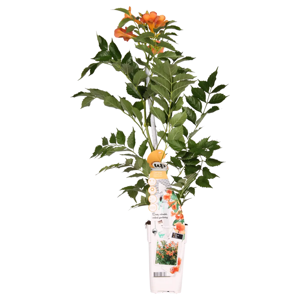 Campsis ‘Indian Summer’ Trompetenblume – Kletterpflanze im Topf, Ø15 cm