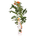 Campsis ‘Indian Summer’ Trompetenblume – Kletterpflanze im Topf, Ø15 cm