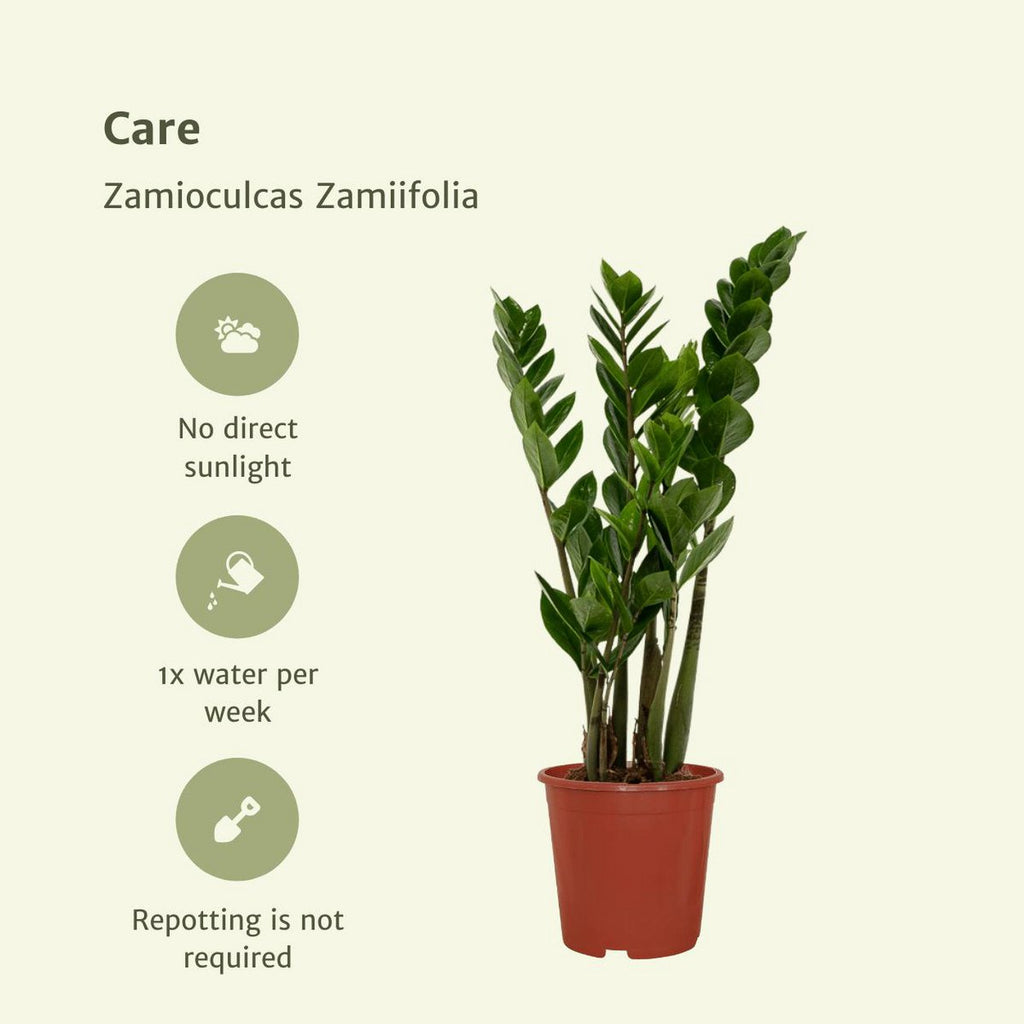 Pflegeanweisung und Standortinfo für 2x-zamioculcas-emerald-palm-