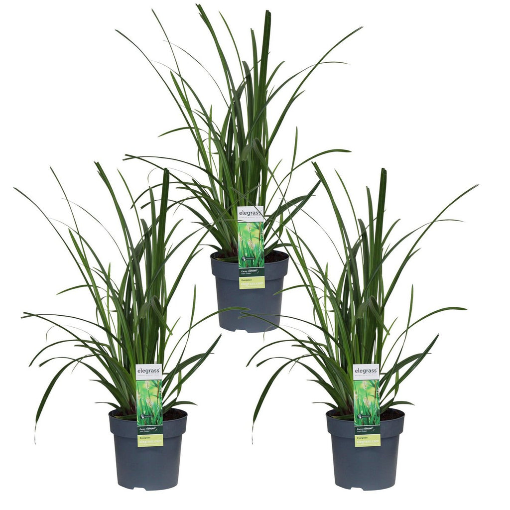 3er-Set Carex morrowii ‘Irish Green’ im Ø14 cm Topf freigestellt auf weißem Hintergrund