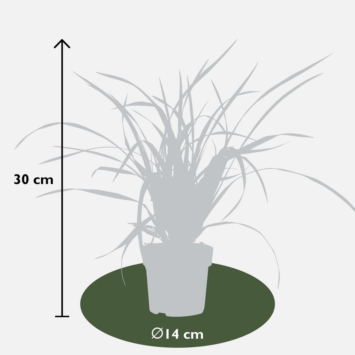 Carex morrowii ‘Irish Green’ Lieferhöhe ca. 30 cm – Größenvergleich (3 Pflanzen)