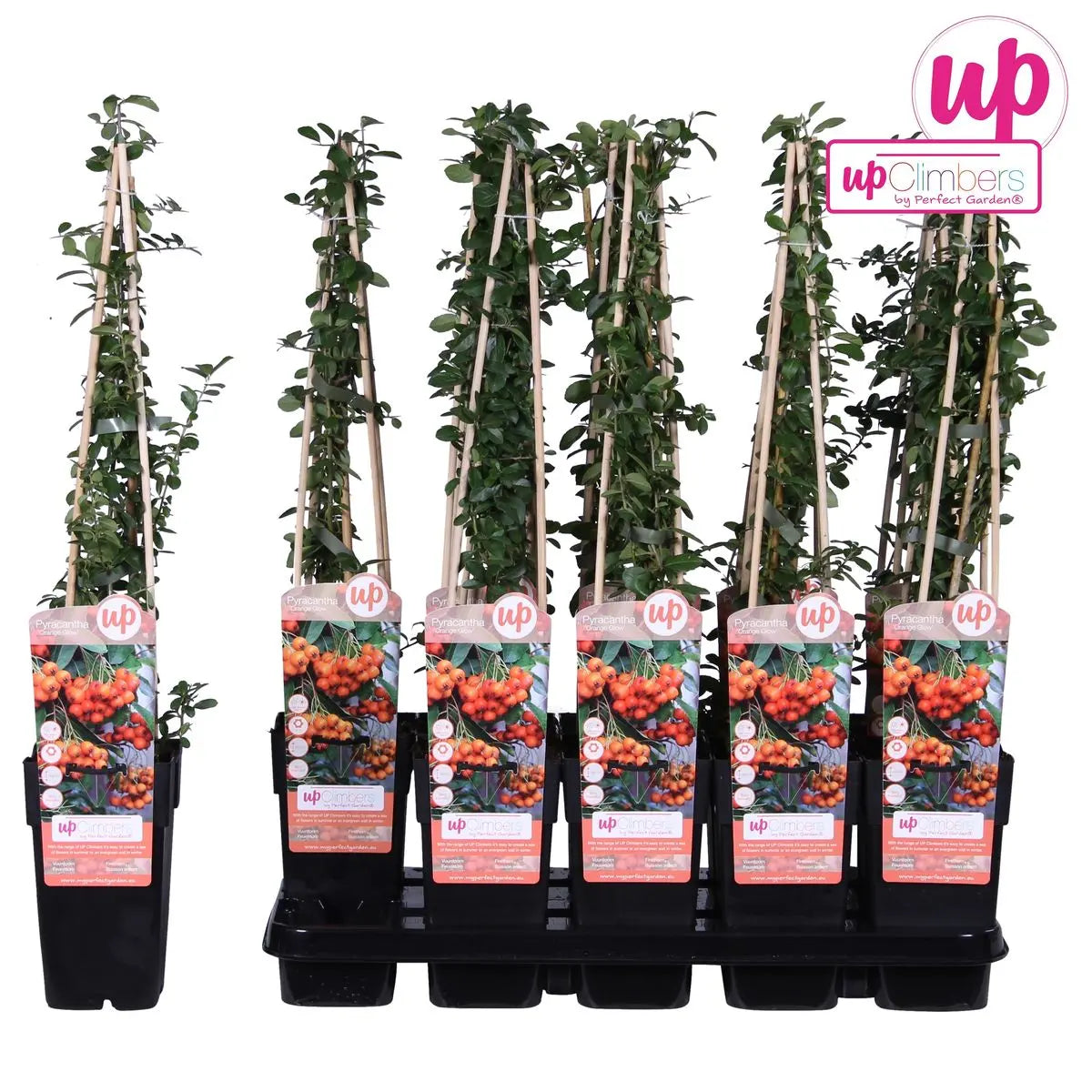 Pyracantha 'Orange Glow' - Ø15cm - ↕65 cm MEERgroothandel Planten