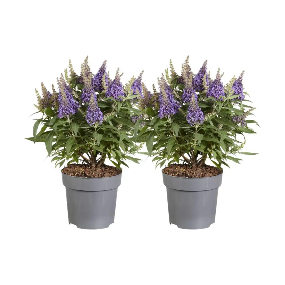 Buddleja Candy Little Lila - 2 Stuks - Ø17cm - ↕40cm MEERgroothandel Planten