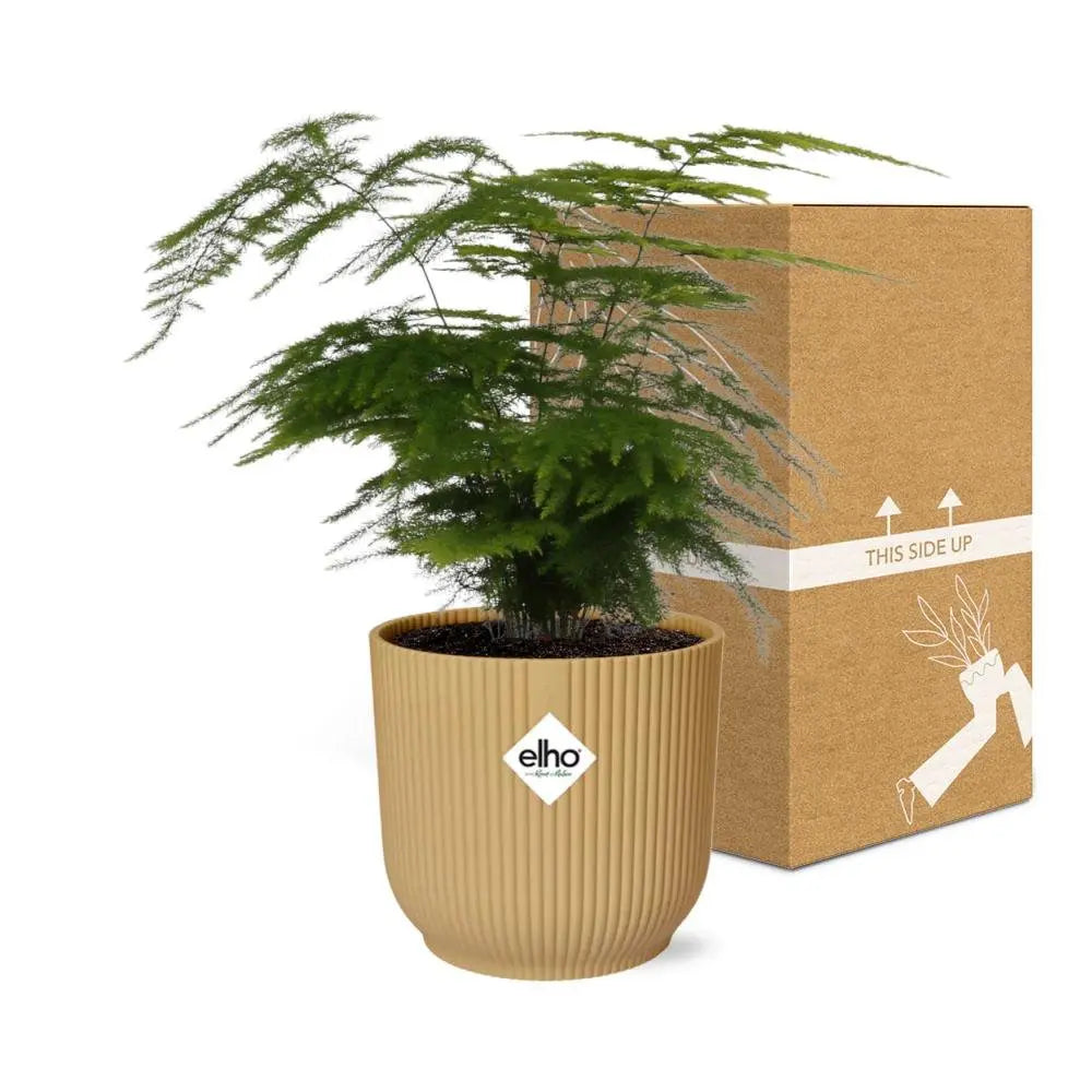 Zier-Spargel Asparagus setaceus „Plumosus“ mit Elho Vibes Fold 14 cm Pflanztopf - Pille Gartenwelt