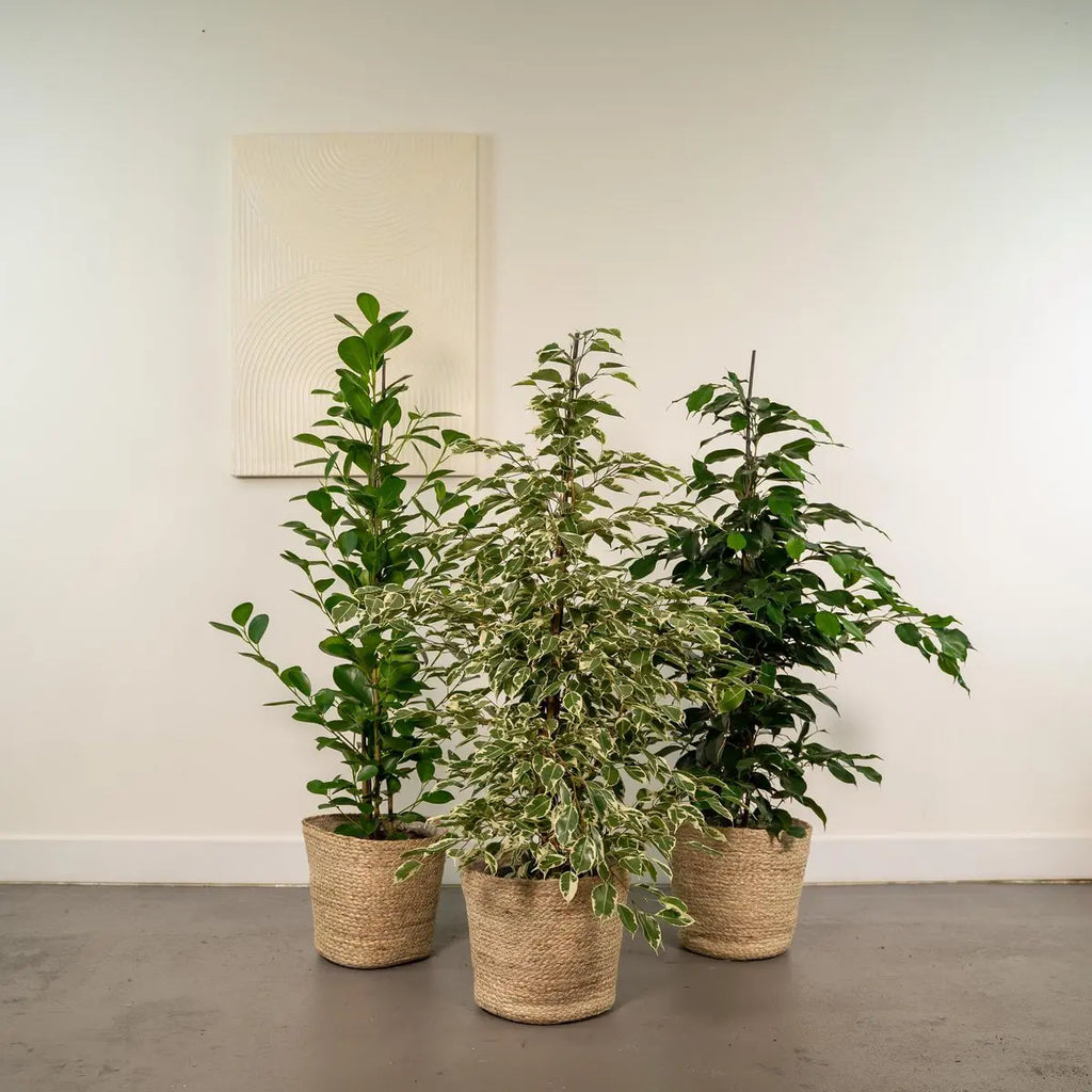 Ficus Mix 6er Set – Benjamina & Microcarpa – Ø21 cm – ca. 95 cm + Selin Mand Seegras Pflanzkörbe - Pille Gartenwelt