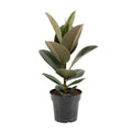 Ficus Sturdy Elastic - Ø17cm - ↕55 cm MEERgroothandel Planten