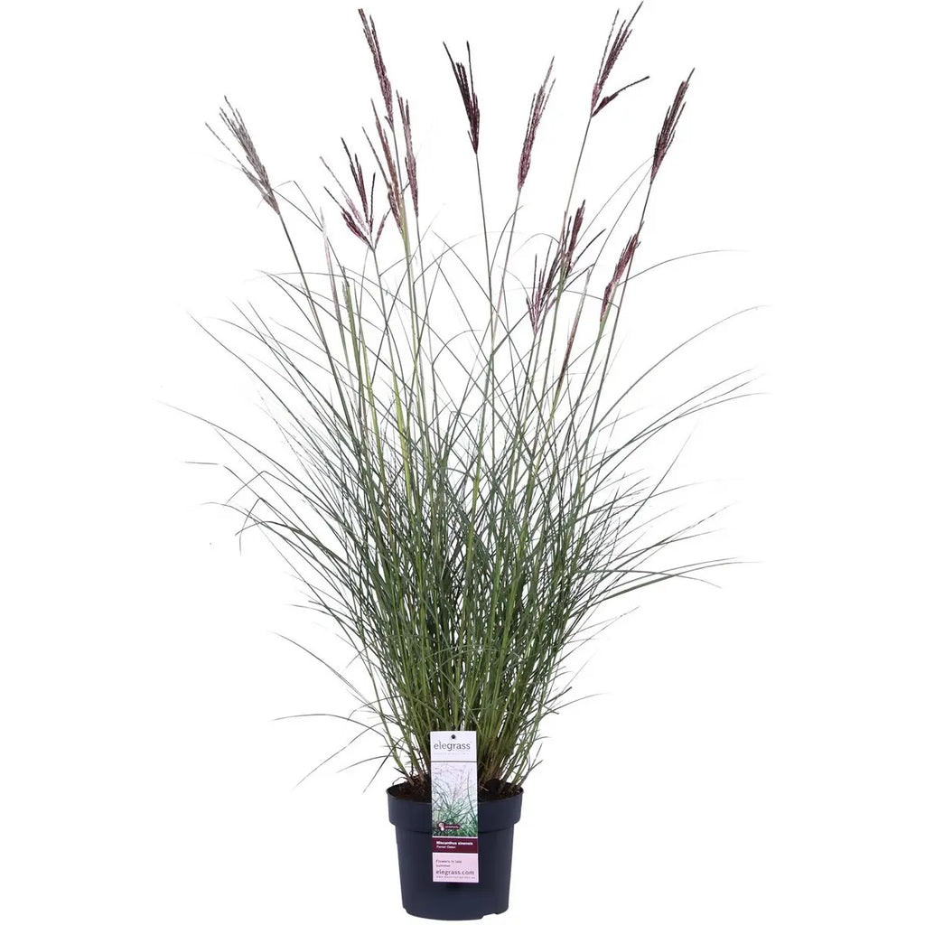 Miscanthus sinensis Ferner Osten - Ø19 - ↨50 cm Zier-Gras - Pille Gartenwelt