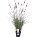 Miscanthus sinensis Ferner Osten - Ø19 - ↨50 cm Zier-Gras - Pille Gartenwelt