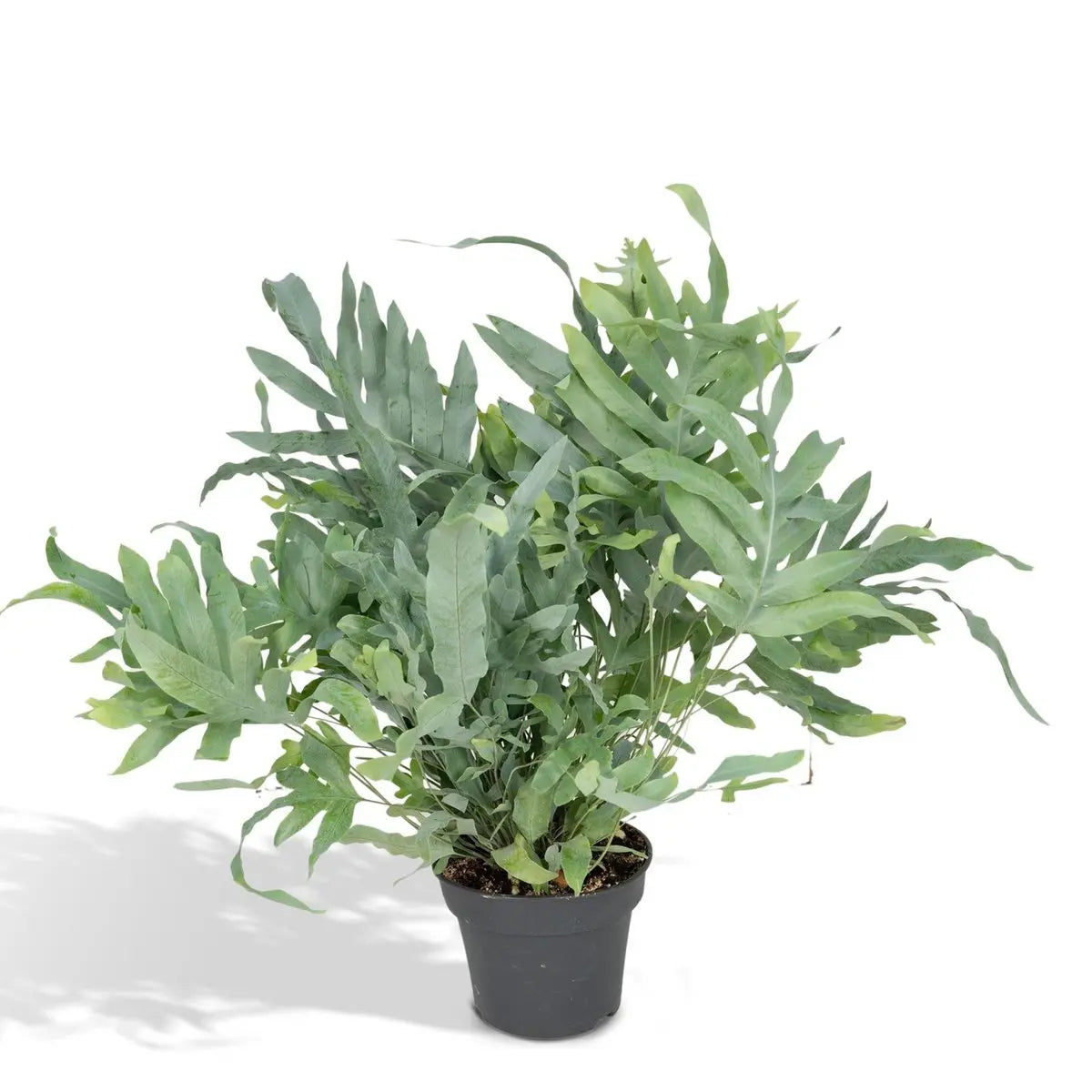 Phlebodium Aureum Blue Star - Zinkfarn - Ø17cm - ↕50cm MEERgroothandel Planten