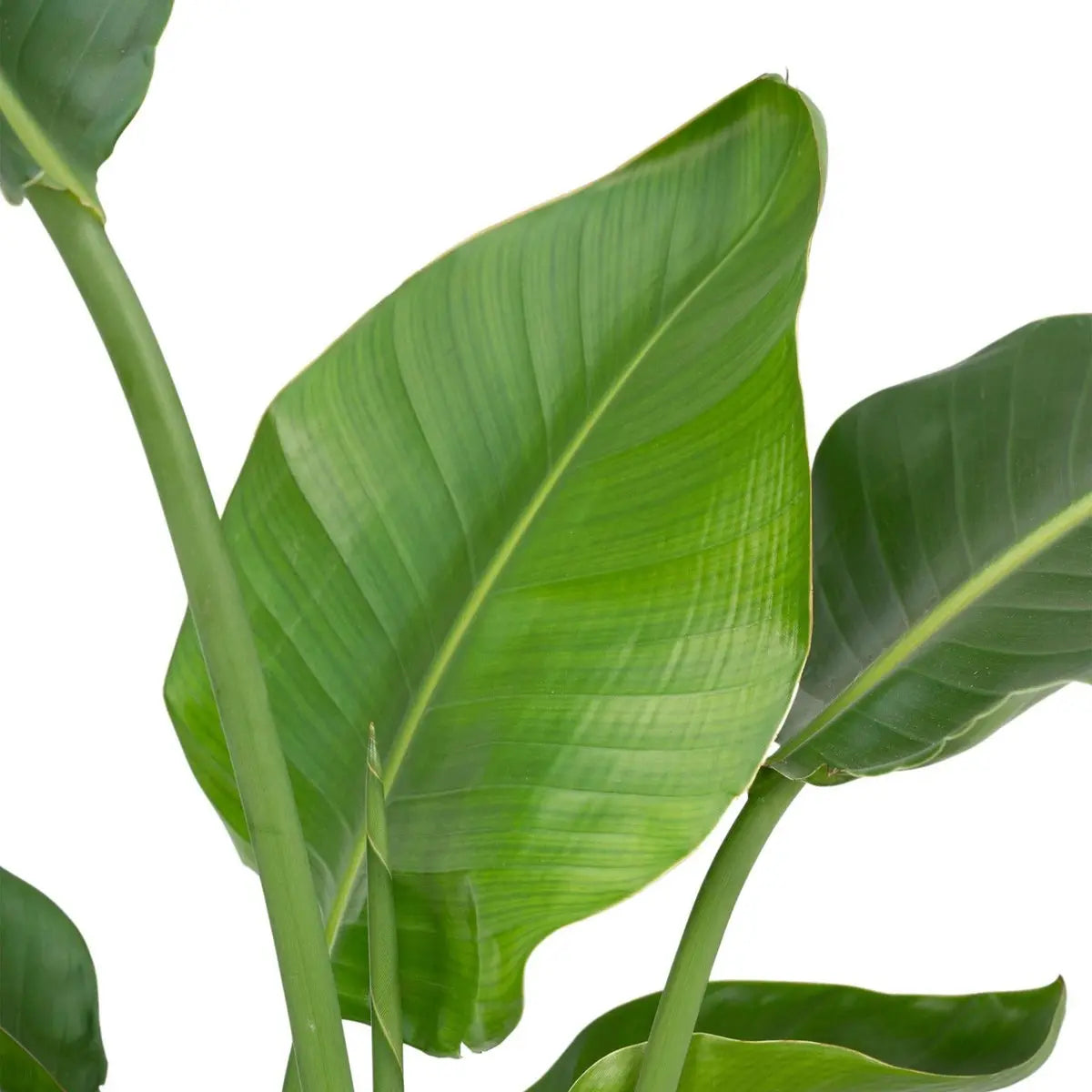 Strelitzia Nicolai - Ø19cm - ↕80cm MEERgroothandel Planten