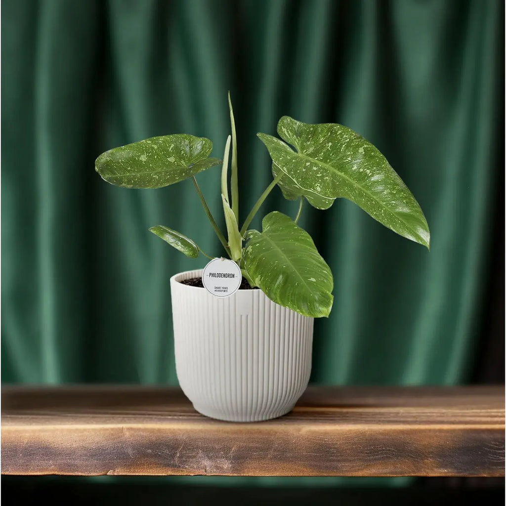 Philodendron Jose Buono - Ø15cm - ↕45cm - Pille Gartenwelt