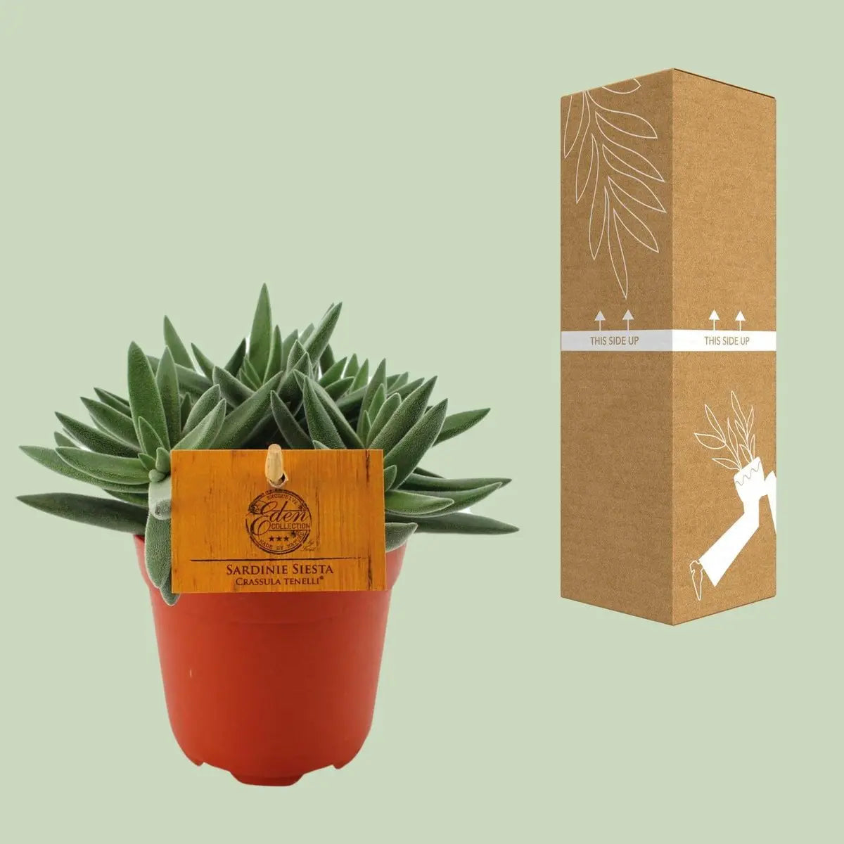 Crassula Tenelli - Ø11cm - ↕15cm | Jadepflanze