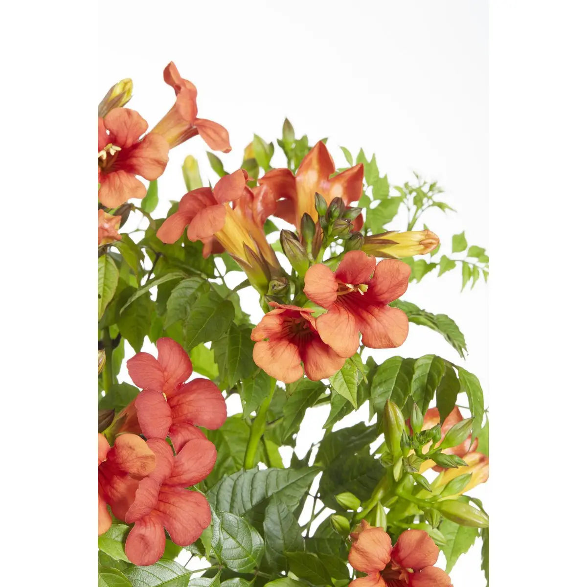 Trompetenblume Campsis Summer Jazz Fire Trompete - Ø15 cm - ↕65 cm