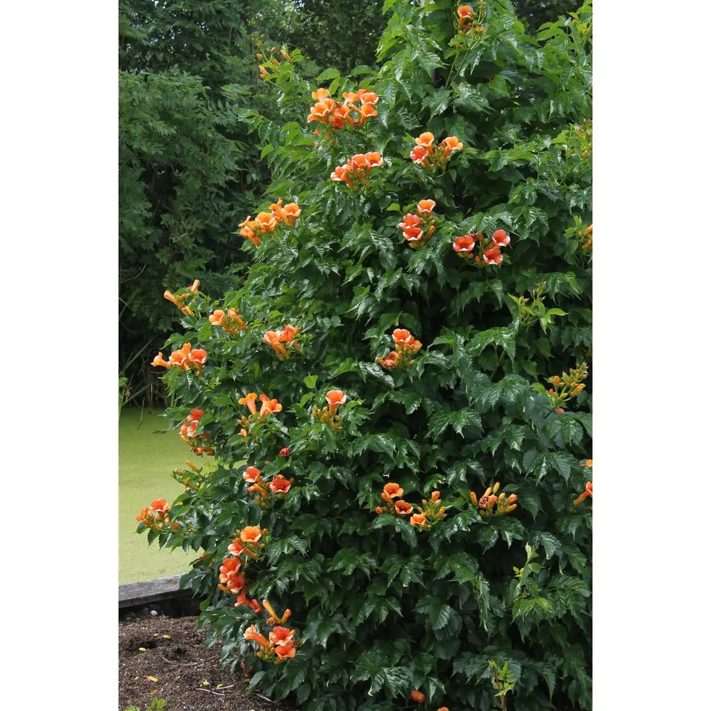 Campsis Indian Summer - Trompetenblume Orange - Ø15 cm - ↕65 cm - Pille Gartenwelt