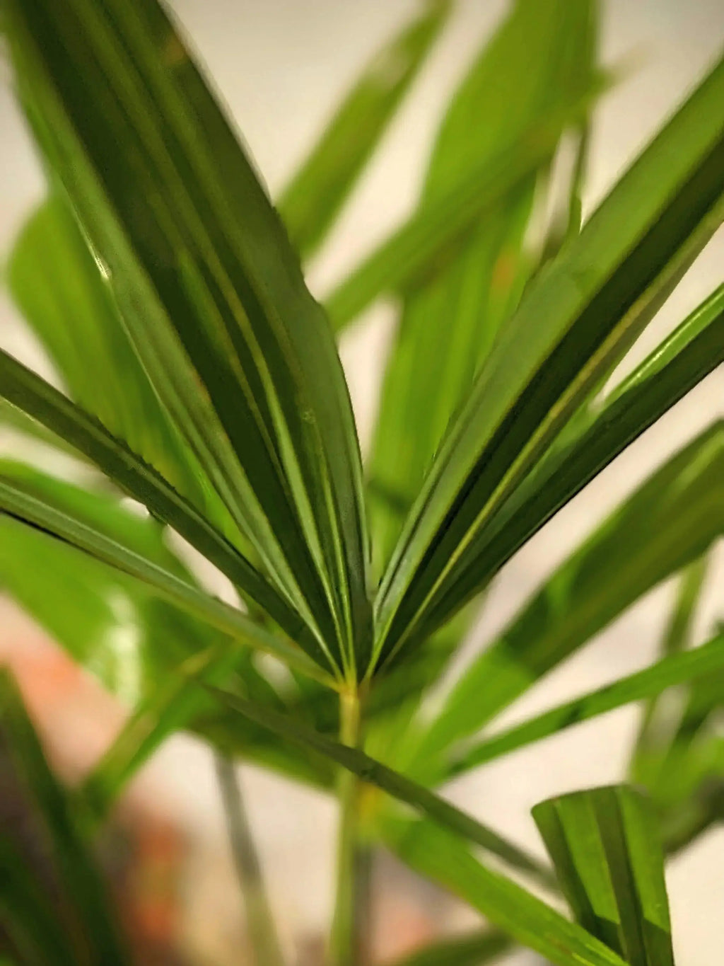 Trachycarpus fortunei - Chinesische Hanfpalme aus Freilandzucht