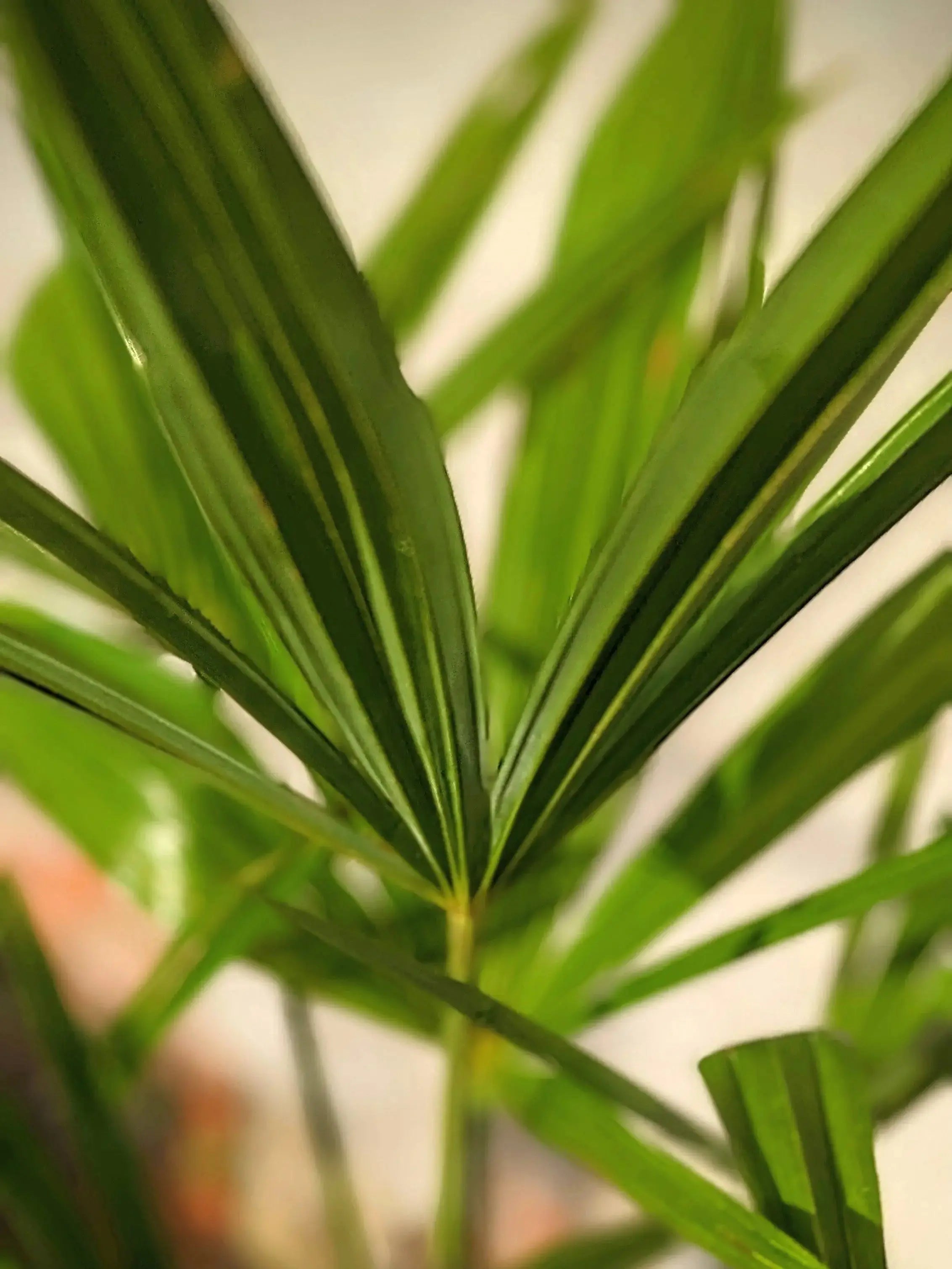 Trachycarpus fortunei - Chinesische Hanfpalme aus Freilandzucht