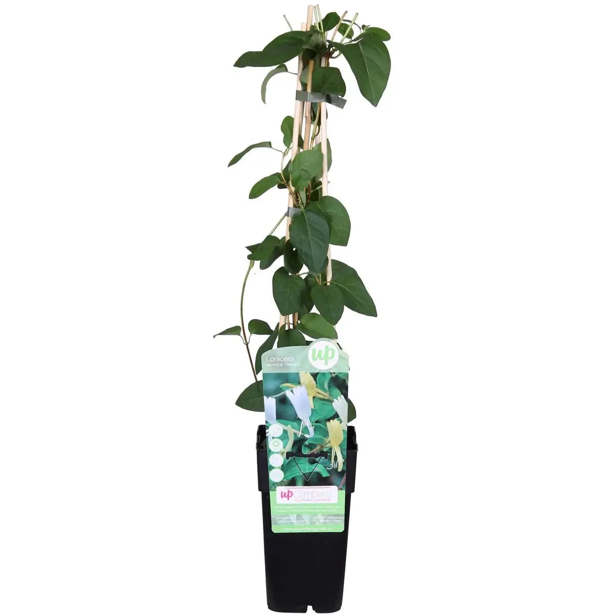 Lonicera japonica 'halliana' - Ø15cm - ↕65cm MEERgroothandel Planten