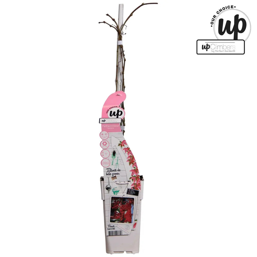 Wilder Wein Parthenocissus Henryana - Chinesische Jungfernrebe - Ø15cm - ↕65 cm - Pille Gartenwelt