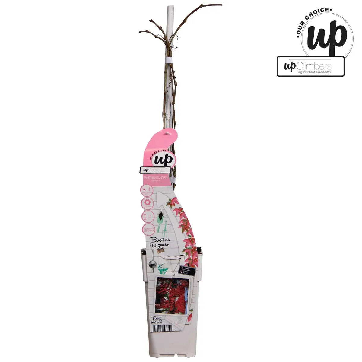 Wilder Wein Parthenocissus Henryana - Chinesische Jungfernrebe - Ø15cm - ↕65 cm - Pille Gartenwelt