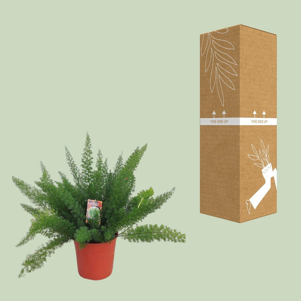 Zierspargel D. Meyers (Asparagus) – Ø27 cm, ca. 60 cm, filigranes Grün