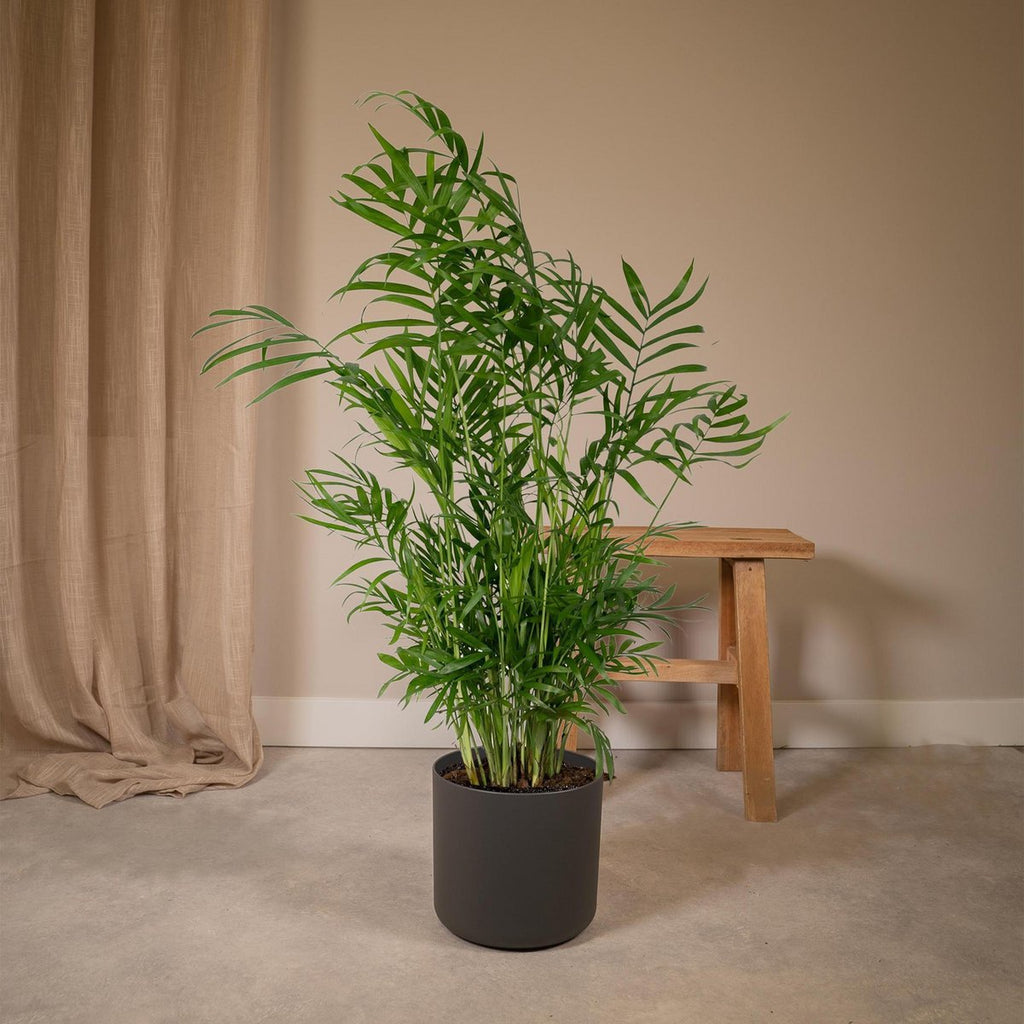 Chamaedorea elegans (Bergpalme) im Ø17 cm Topf im Wohzimmer neben einem Tisch dekoriert im Übertopf