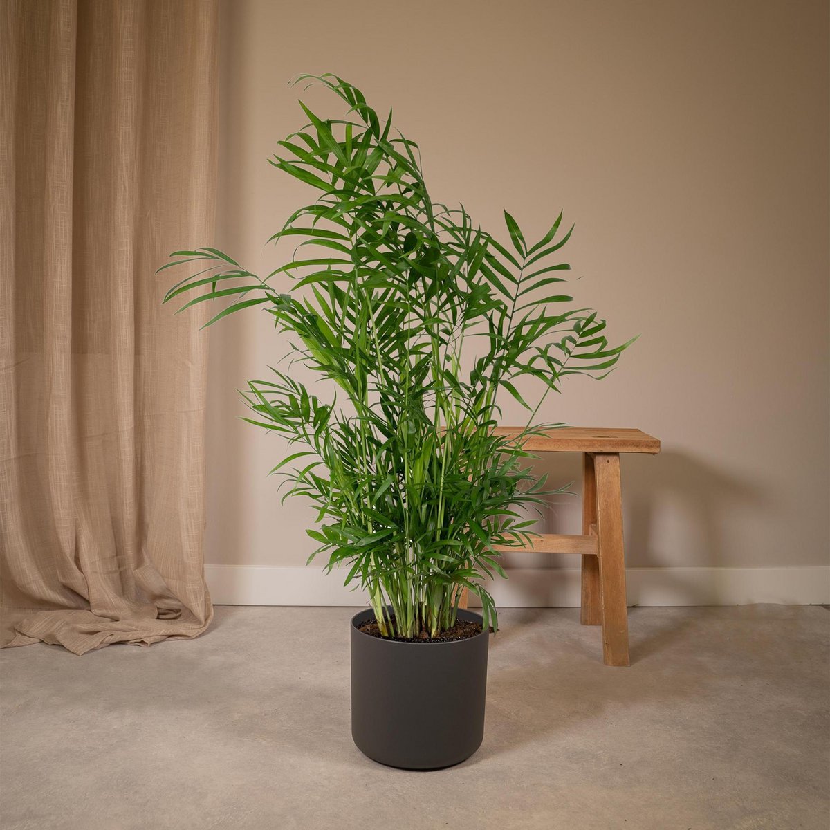 Chamaedorea elegans (Bergpalme) im Ø17 cm Topf im Wohzimmer neben einem Tisch dekoriert im Übertopf