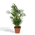 chamaedorea-elegans-17cm-freigestellt-weiss-55cm