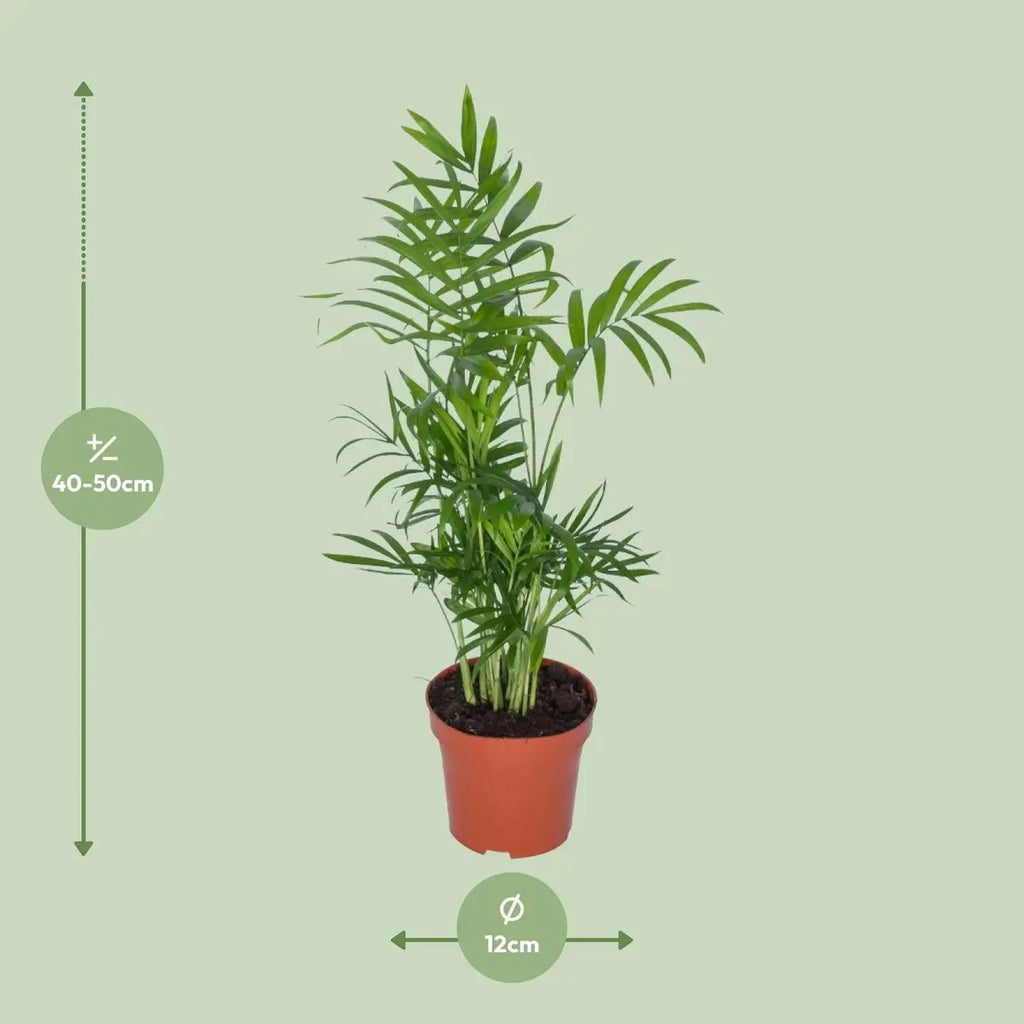 Chamaedorea elegans Lieferhöhe ca. 50 cm – Größenvergleich bei Lieferung