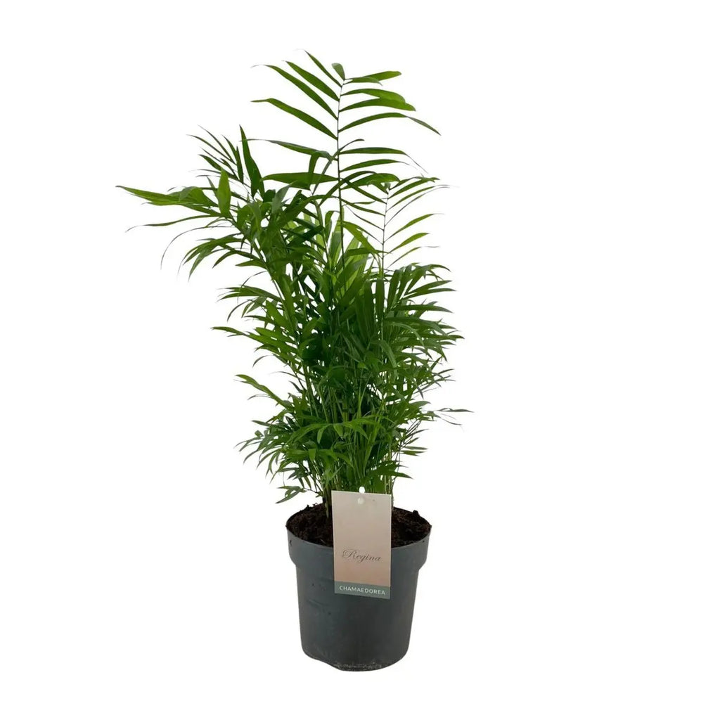 Chamaedorea elegans (Bergpalme) im Ø17 cm Topf freigestellt auf weißem Hintergrund, ca. 50 cm