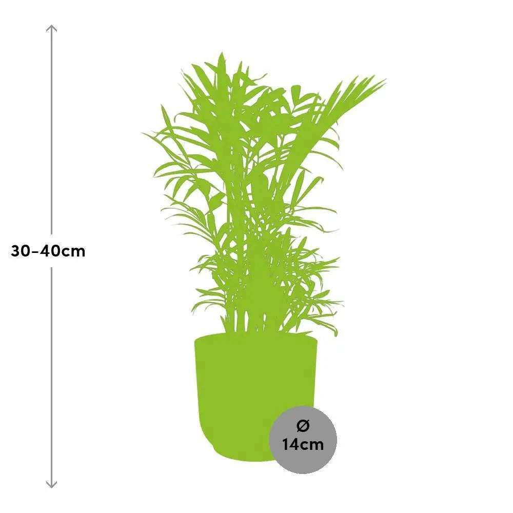 chamaedorea-elegans-elho-rose-14cm-groessenvergleich-lieferung