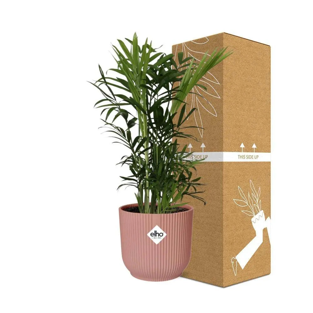 chamaedorea-elegans-elho-rose-14cm-sichere-versandverpackung
