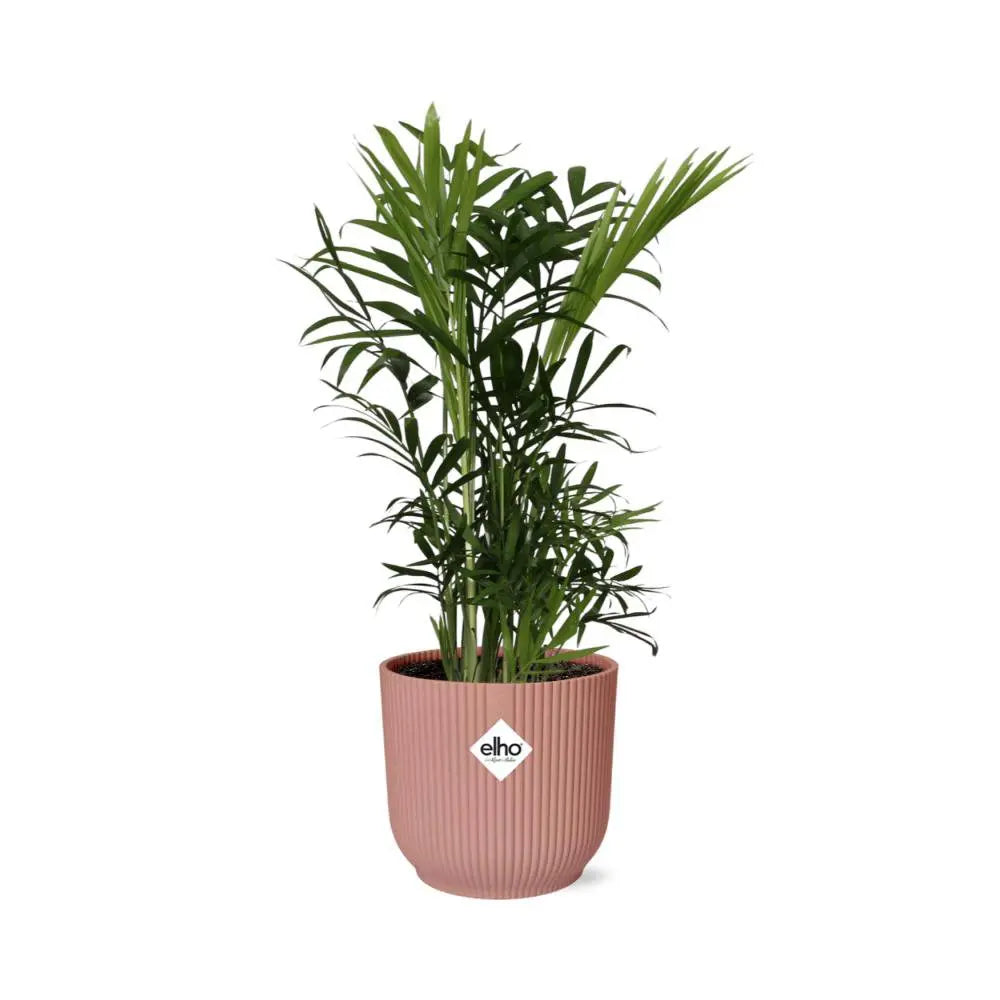 chamaedorea-elegans-elho-vibes-fold-rose-14cm-freigestellt