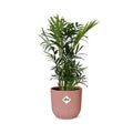 chamaedorea-elegans-elho-vibes-fold-rose-14cm-freigestellt