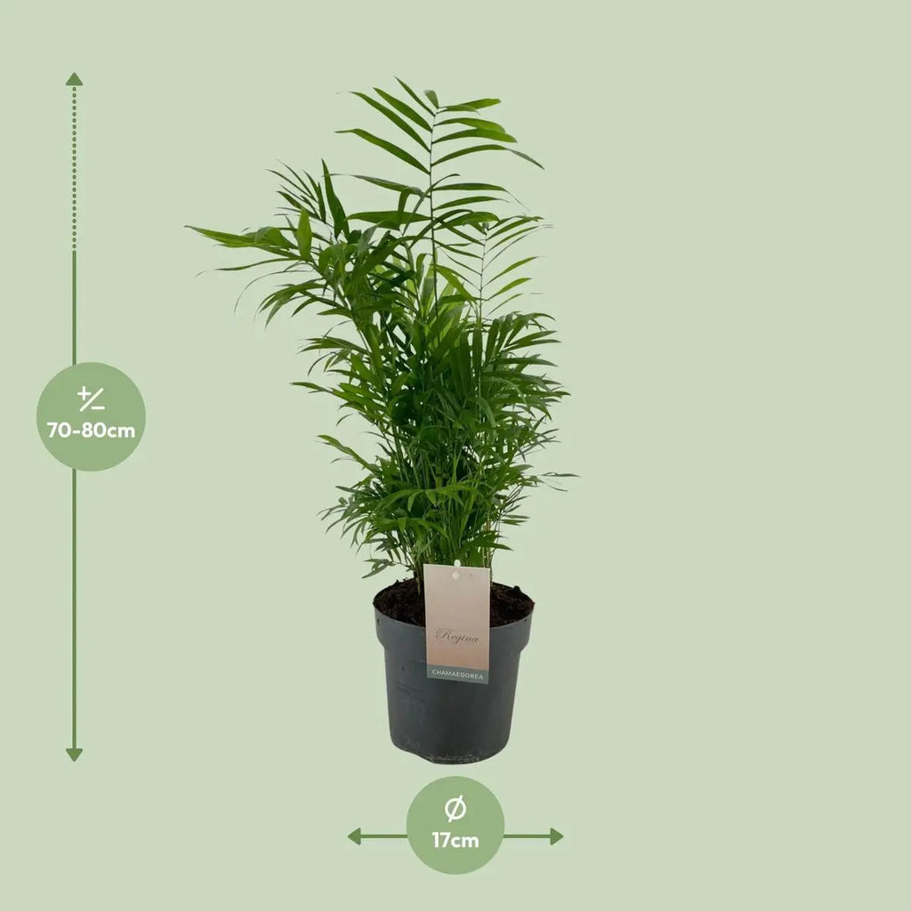 Chamaedorea elegans Lieferhöhe ca. 50 cm – Größenvergleich bei Lieferung